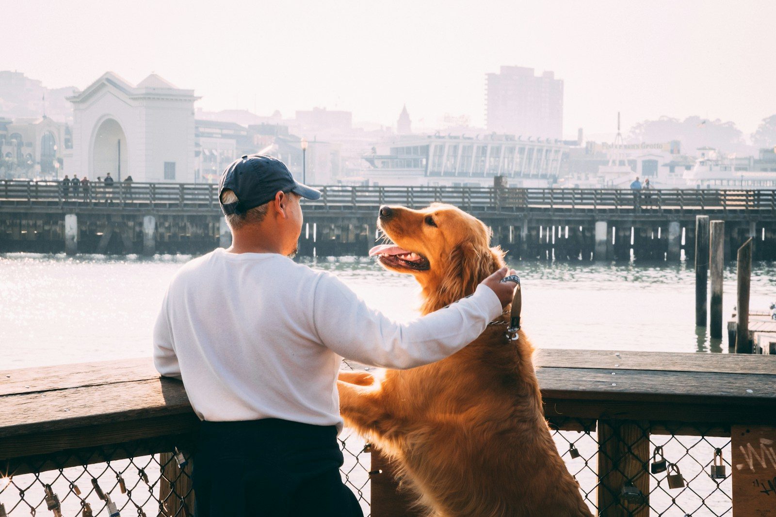 Coaching comportemental : comment se déroule un accompagnement avec un chien ?